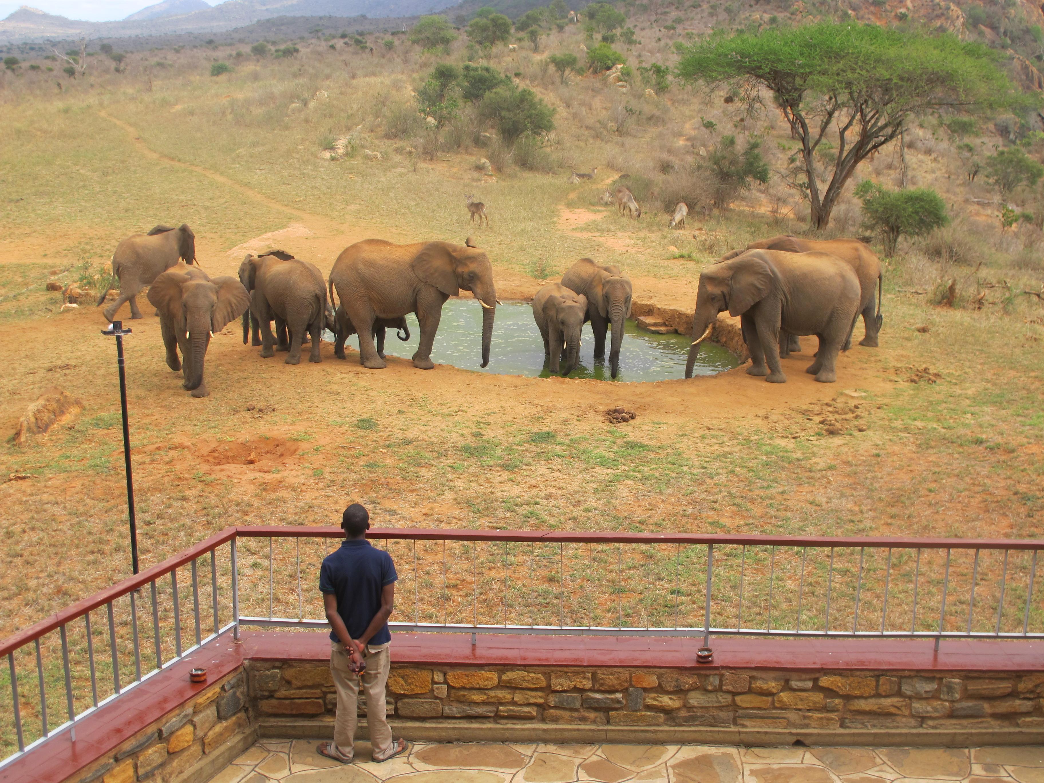 Ngulia Safari Lodge Tsavo Eksteriør billede